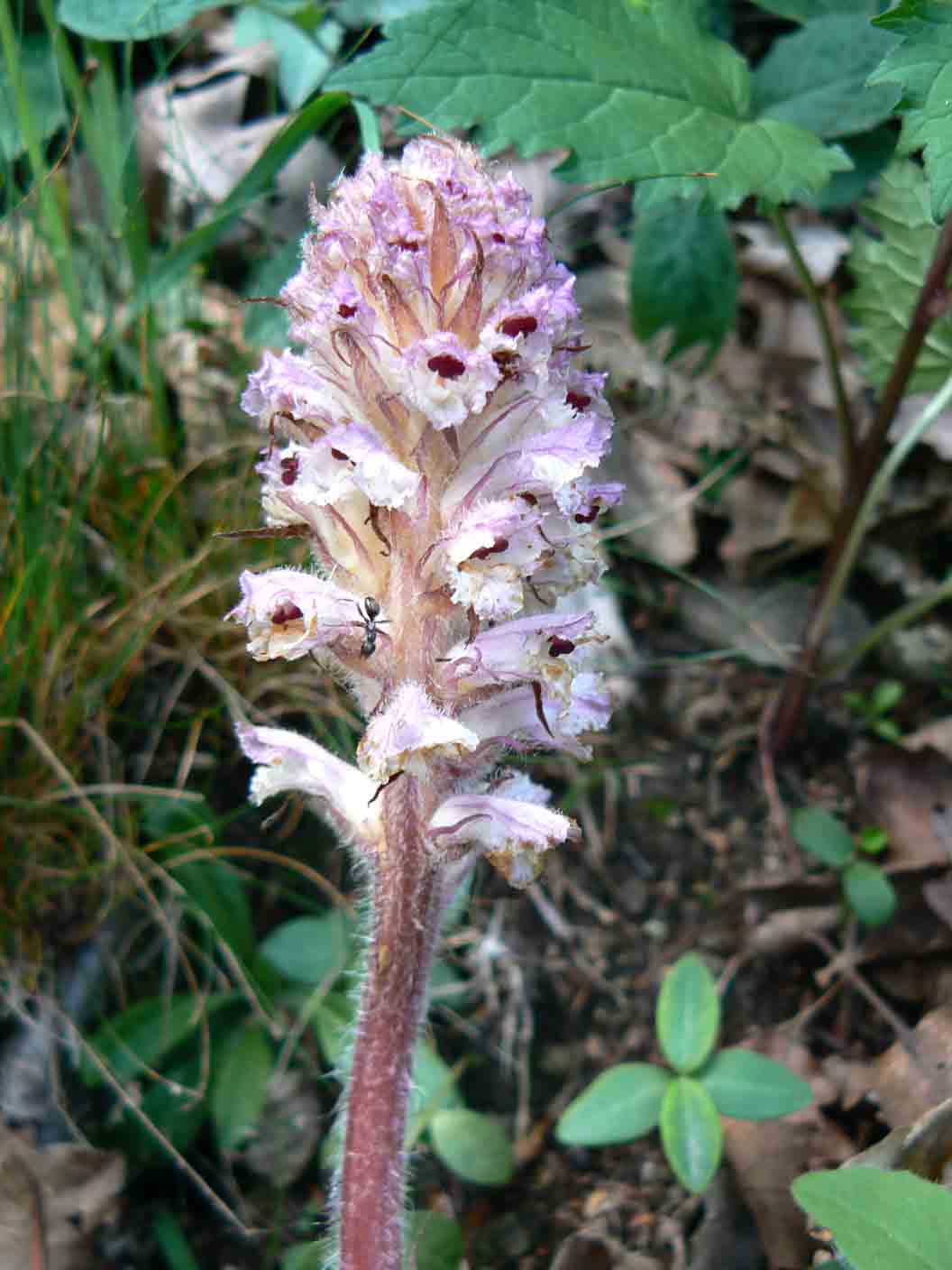 Orobanche picridis / Orobanche della picride